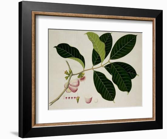 Eugenia Malaccensis-null-Framed Giclee Print