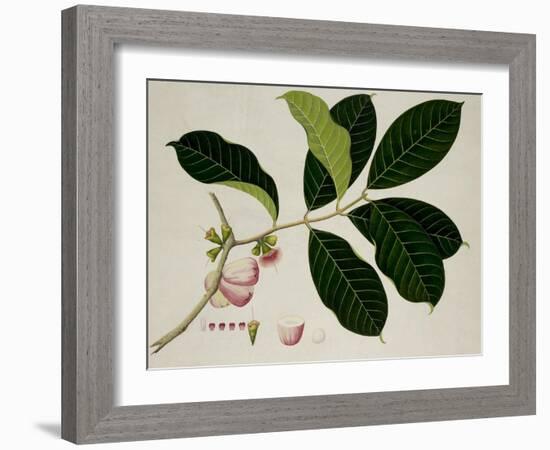 Eugenia Malaccensis-null-Framed Giclee Print