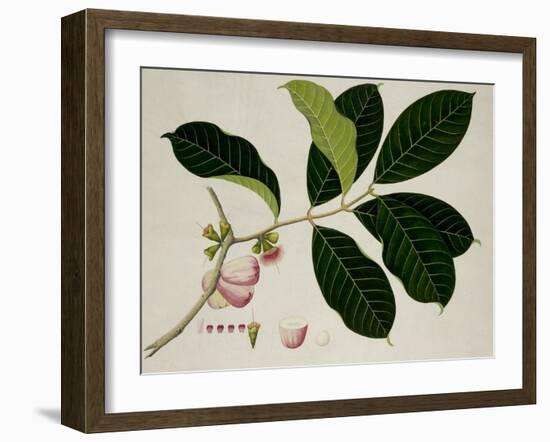 Eugenia Malaccensis-null-Framed Giclee Print