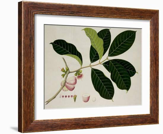 Eugenia Malaccensis-null-Framed Giclee Print