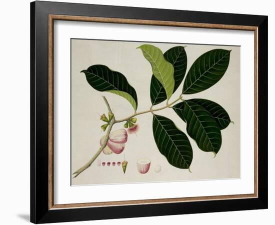 Eugenia Malaccensis-null-Framed Giclee Print