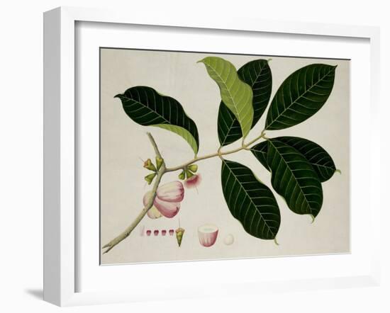 Eugenia Malaccensis-null-Framed Giclee Print