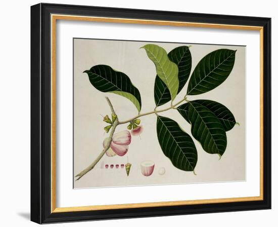 Eugenia Malaccensis-null-Framed Giclee Print