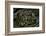 Eunectes Notaeus (Yellow Anaconda)-Paul Starosta-Framed Photographic Print