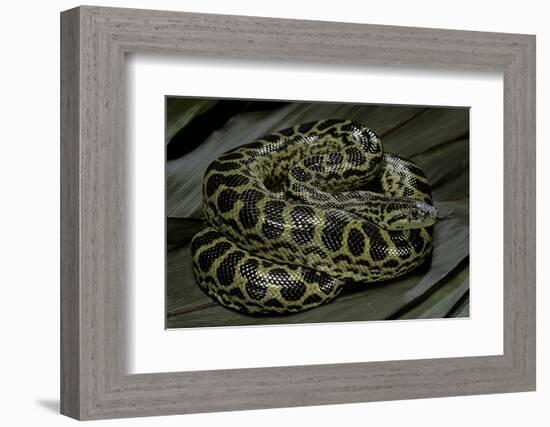 Eunectes Notaeus (Yellow Anaconda)-Paul Starosta-Framed Photographic Print