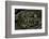 Eunectes Notaeus (Yellow Anaconda)-Paul Starosta-Framed Photographic Print