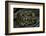 Eunectes Notaeus (Yellow Anaconda)-Paul Starosta-Framed Photographic Print