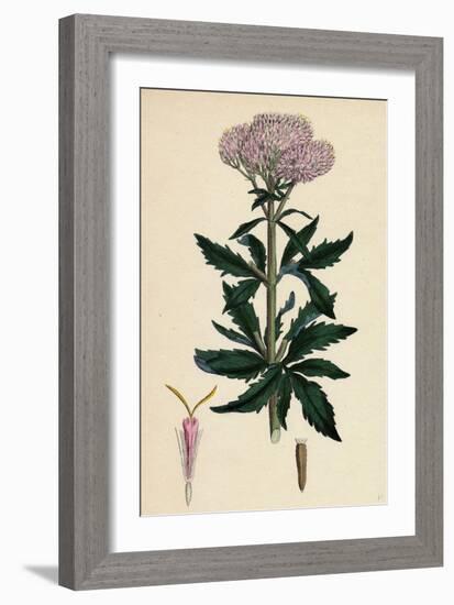 Eupatorium Cannabinum Common Hemp-Agrimony-null-Framed Giclee Print