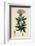 Eupatorium Cannabinum Common Hemp-Agrimony-null-Framed Giclee Print