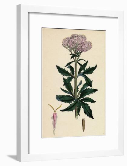 Eupatorium Cannabinum Common Hemp-Agrimony-null-Framed Giclee Print