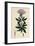Eupatorium Cannabinum Common Hemp-Agrimony-null-Framed Giclee Print
