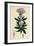 Eupatorium Cannabinum Common Hemp-Agrimony-null-Framed Giclee Print