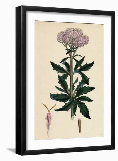 Eupatorium Cannabinum Common Hemp-Agrimony-null-Framed Giclee Print