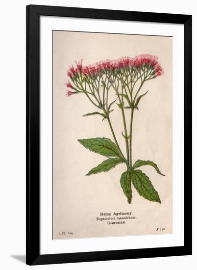 Eupatorium Cannabinum-Mabel E Step-Framed Art Print