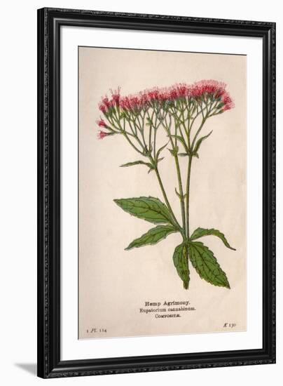 Eupatorium Cannabinum-Mabel E Step-Framed Art Print