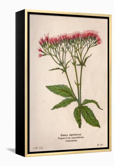 Eupatorium Cannabinum-Mabel E Step-Framed Stretched Canvas