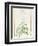 Eupatorium Deltoideum (W/C and Bodycolour over Traces of Graphite on Vellum)-Pierre Joseph Redoute-Framed Giclee Print