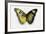 Euphaedra SP. from Africa Comparing the Top and Underside of its Wings-Darrell Gulin-Framed Photographic Print