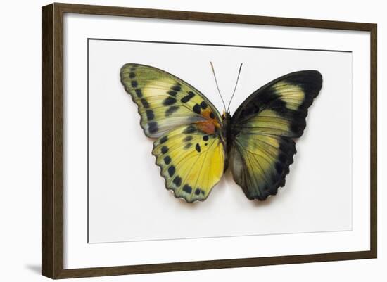 Euphaedra SP. from Africa Comparing the Top and Underside of its Wings-Darrell Gulin-Framed Photographic Print