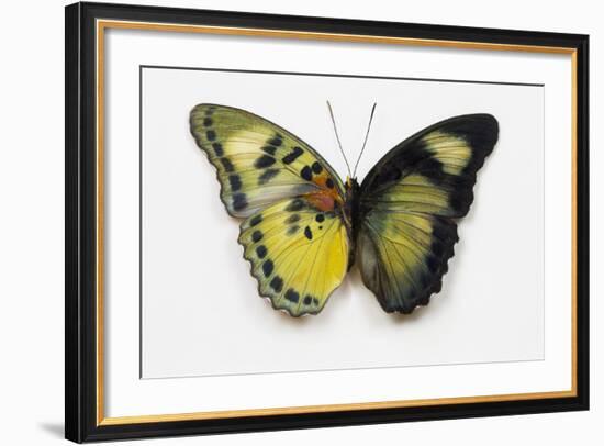 Euphaedra SP. from Africa Comparing the Top and Underside of its Wings-Darrell Gulin-Framed Photographic Print