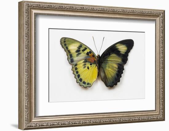 Euphaedra SP. from Africa Comparing the Top and Underside of its Wings-Darrell Gulin-Framed Photographic Print