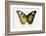 Euphaedra SP. from Africa Comparing the Top and Underside of its Wings-Darrell Gulin-Framed Photographic Print