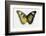 Euphaedra SP. from Africa Comparing the Top and Underside of its Wings-Darrell Gulin-Framed Photographic Print