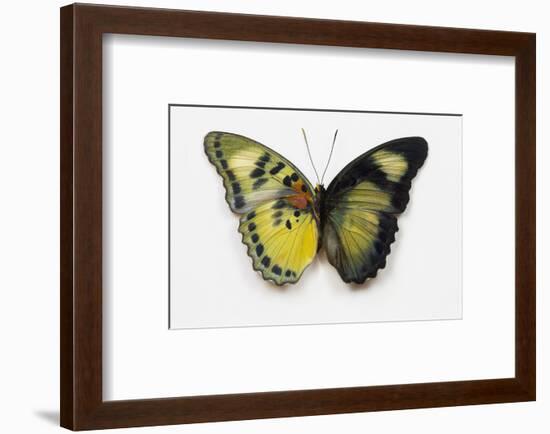 Euphaedra SP. from Africa Comparing the Top and Underside of its Wings-Darrell Gulin-Framed Photographic Print