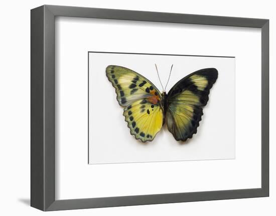 Euphaedra SP. from Africa Comparing the Top and Underside of its Wings-Darrell Gulin-Framed Photographic Print