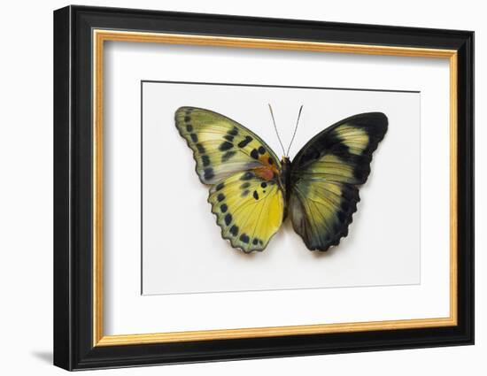 Euphaedra SP. from Africa Comparing the Top and Underside of its Wings-Darrell Gulin-Framed Photographic Print