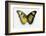 Euphaedra SP. from Africa Comparing the Top and Underside of its Wings-Darrell Gulin-Framed Photographic Print