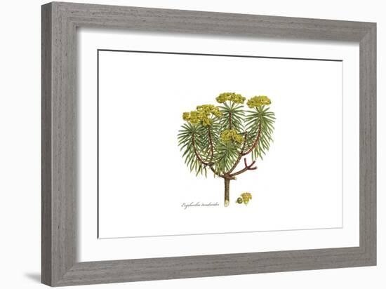 Euphorbia dendroides, Flora Graeca-Ferdinand Bauer-Framed Giclee Print