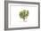 Euphorbia dendroides, Flora Graeca-Ferdinand Bauer-Framed Giclee Print