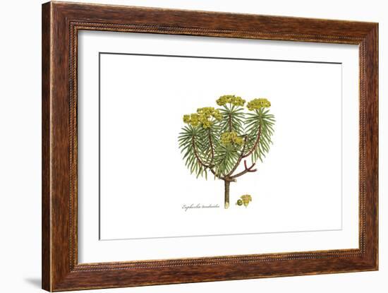 Euphorbia dendroides, Flora Graeca-Ferdinand Bauer-Framed Giclee Print