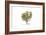 Euphorbia dendroides, Flora Graeca-Ferdinand Bauer-Framed Giclee Print