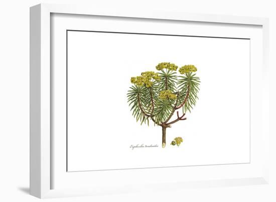 Euphorbia dendroides, Flora Graeca-Ferdinand Bauer-Framed Giclee Print