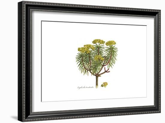 Euphorbia dendroides, Flora Graeca-Ferdinand Bauer-Framed Giclee Print