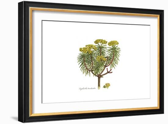Euphorbia dendroides, Flora Graeca-Ferdinand Bauer-Framed Giclee Print