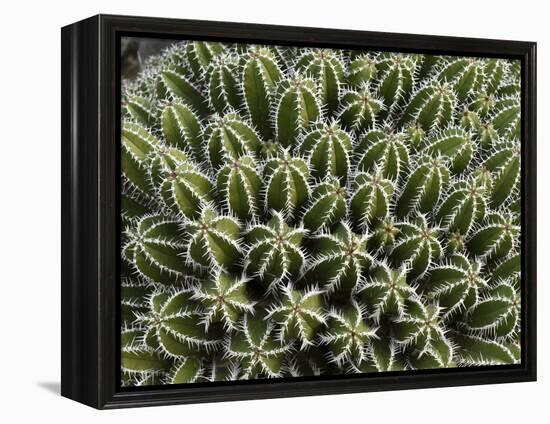 Euphorbia Echinus Cactus-Tony Craddock-Framed Premier Image Canvas