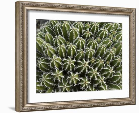 Euphorbia Echinus Cactus-Tony Craddock-Framed Photographic Print