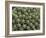 Euphorbia Echinus Cactus-Tony Craddock-Framed Photographic Print