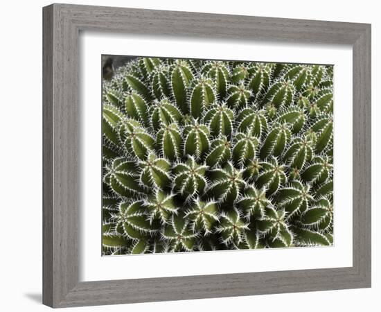 Euphorbia Echinus Cactus-Tony Craddock-Framed Photographic Print