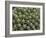 Euphorbia Echinus Cactus-Tony Craddock-Framed Photographic Print