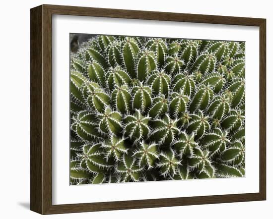 Euphorbia Echinus Cactus-Tony Craddock-Framed Photographic Print