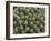 Euphorbia Echinus Cactus-Tony Craddock-Framed Photographic Print