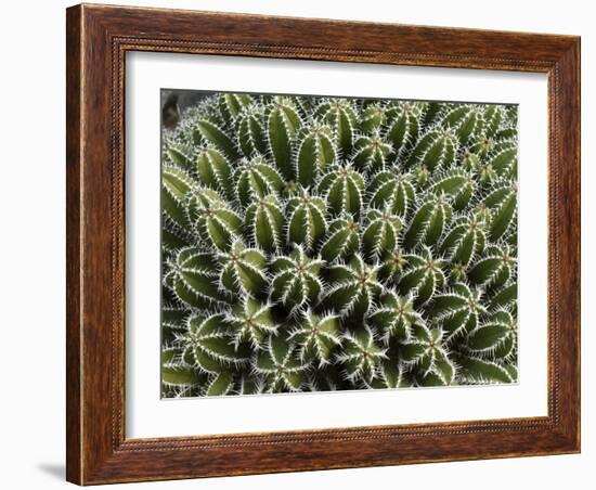 Euphorbia Echinus Cactus-Tony Craddock-Framed Photographic Print