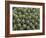 Euphorbia Echinus Cactus-Tony Craddock-Framed Photographic Print