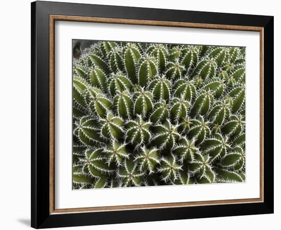 Euphorbia Echinus Cactus-Tony Craddock-Framed Photographic Print