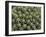 Euphorbia Echinus Cactus-Tony Craddock-Framed Photographic Print