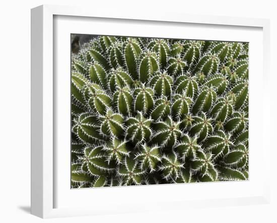 Euphorbia Echinus Cactus-Tony Craddock-Framed Photographic Print